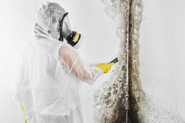 Best Attic Mold Remediation in Philipsburg, PA