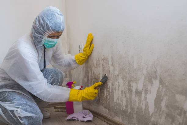 Best Mold Remediation for Specific Building Types in Philipsburg, PA